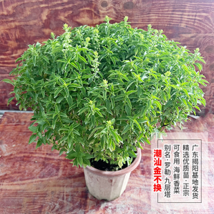 ���ڳ��ǽ𲻓Q��ʳ�þŌ��������~������_�պ��r�{�ϲ��������l