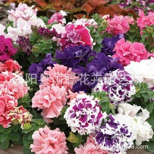 ���վ� ��ѩ�� �ذ���� ���_�m ���~�� ���ʯ��ȟ��u�N��