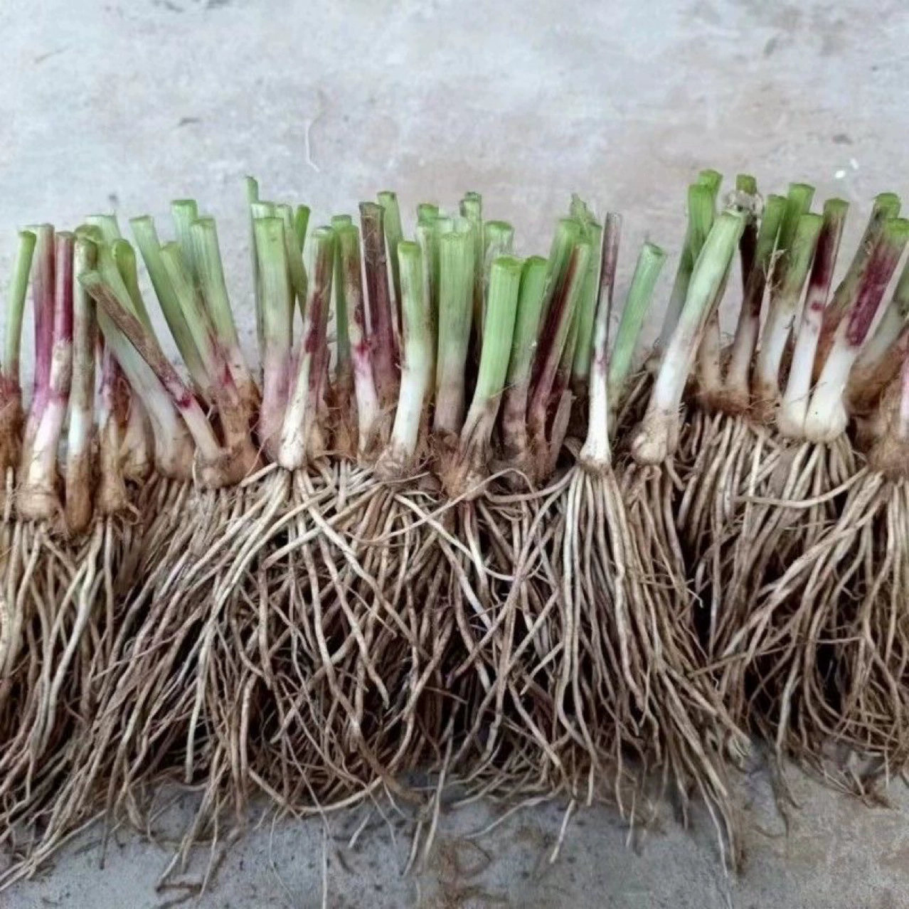 Свежеобнаруженные корни фиолетового чеснока для посадки на балконе, в саду или на ферме, напрямую от производителя, легко выживут.