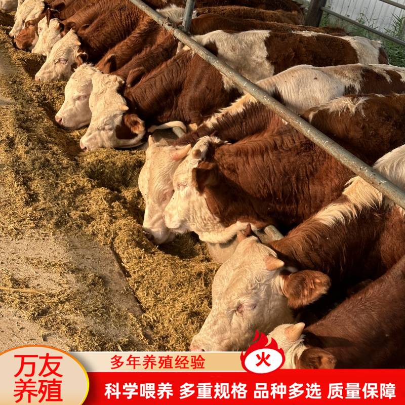 小牛犊 西门塔尔牛苗 改良肉牛犊 鲁西黄牛多少钱一头 四川养牛场