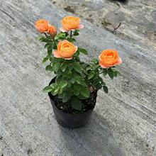 ��֭�̨�¼����玧������ľ�󻨶༾�S�������¼�����������҃�