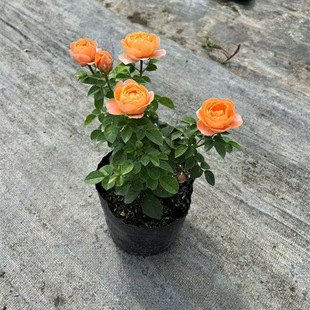 ��֭�̨�¼����玧������ľ�󻨶༾�S�������¼�����������҃�