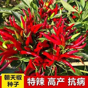 ���ڳ��콷�N�ӳ����߮aָ�콷�N���ļ��̨������ƷС�������NZ