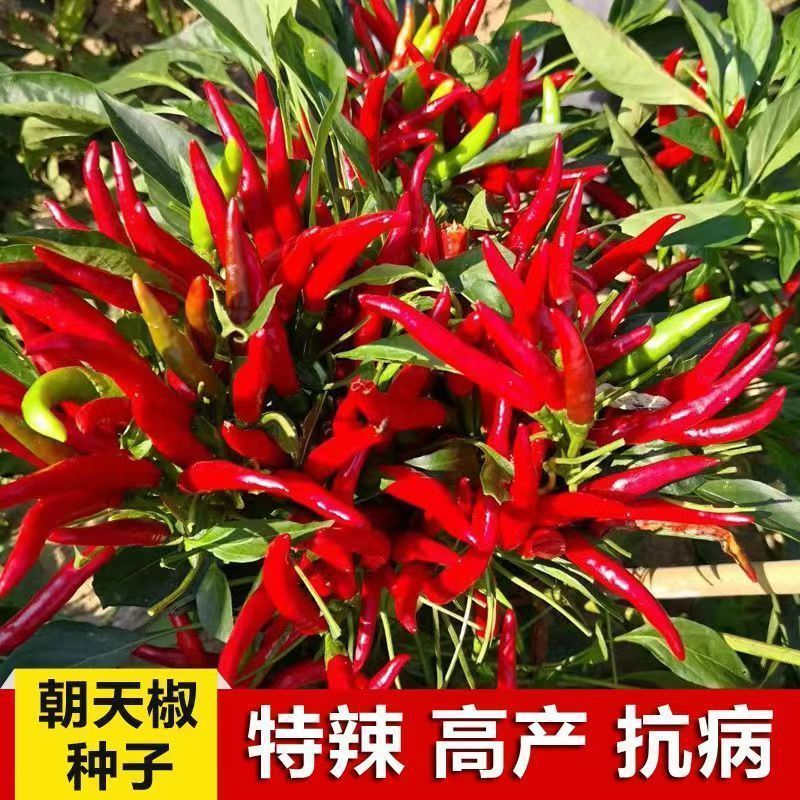 正宗朝天椒种子超辣高产指天椒种籽四季阳台盆栽正品小米辣椒种Z