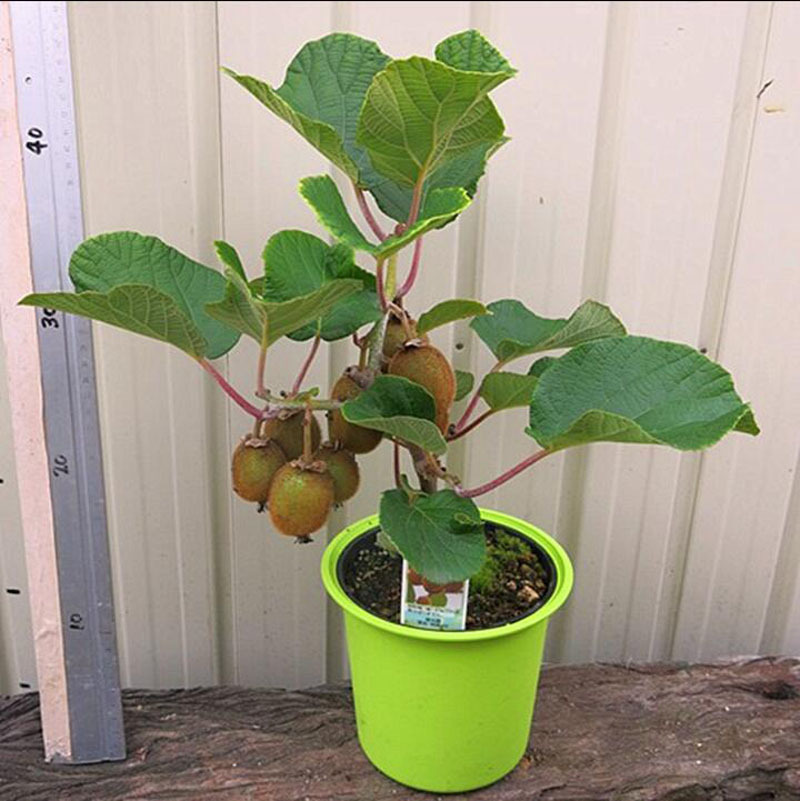 Fruit tree Kiwi Guomiao Four seasons plant Arguta Red Kiwi Potted plant Then Result
