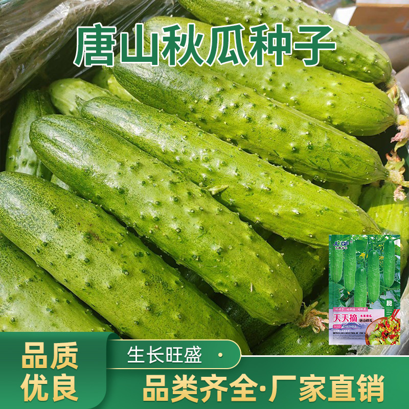 Tangshan Autumn Melon Seeds, Fruit Cucumbers, Small Cucumbers, Jade Girl Potted Cucumber Seeds, Local Tangshan Autumn Melon Vegetable Seeds Tangshan Autumn Melon Seeds, Fruit Cucumbers, Small Cucumbers, Jade Girl Potted Cucumber Seeds, Local Tangshan Autumn Melon Vegetable Seeds