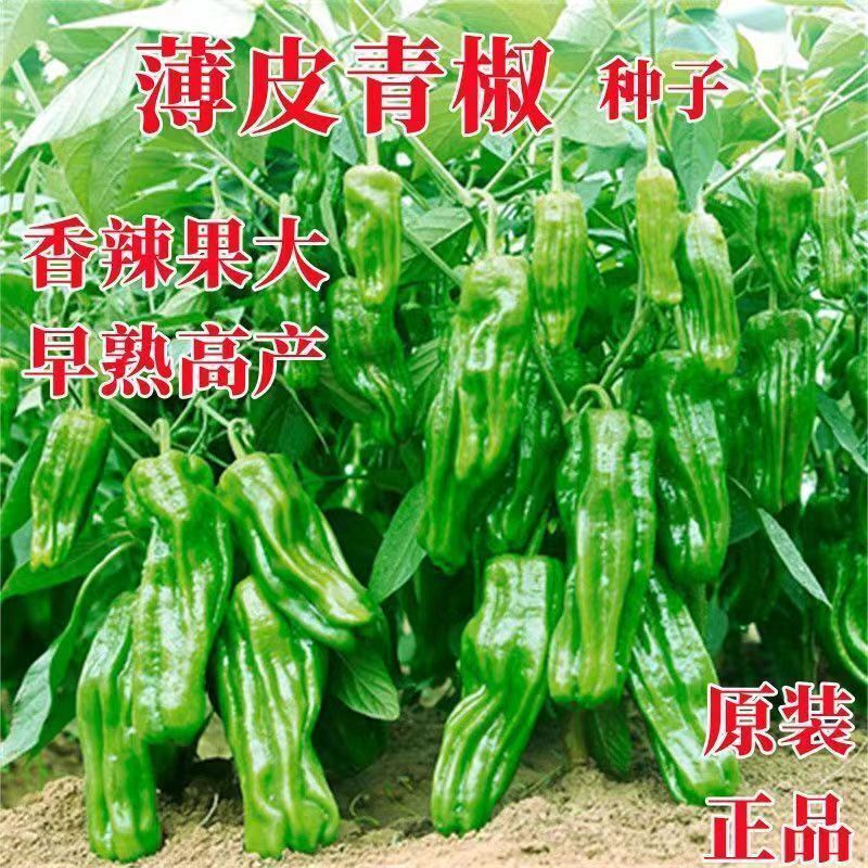 Thin-Skinned Wrinkled Pepper Seeds, Long Soaked Peppers, Sky-Pepper Seeds, Original Four-Season Vegetable Pepper Seeds, Wholesale