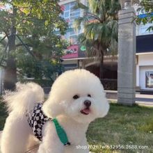 纯种比熊幼犬活体幼崽狗狗宠物犬小型犬萌犬茶杯犬伴侣犬宠物狗