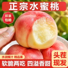 现货水蜜桃新鲜当季水果整箱脆甜毛桃包邮应季油密软斤时令桃子