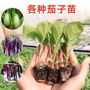 �ļ��߮a�����������L��������L�����纼�����ψA��������������