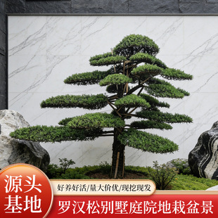 ���͆�ľ�e��ͥԺ���^�������_�h�ɾG�����aӭ����