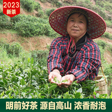 2024新茶狗牯脑春茶遂川特产绿茶毛尖茶浓香型茶叶散装明前口粮茶