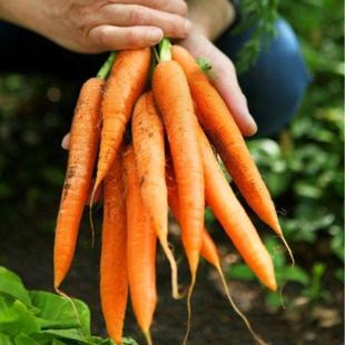 Carrot Seeds, Fruit Radish, All Year Round, Autumn and Winter Vegetable Seeds, Wild Planting of Sparse Vegetables
