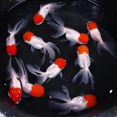 鴻運頭魚観賞魚鶴頂紅獅子頭金魚活魚丹頂冷水魚淡水は活魚に強い