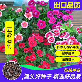 五彩石竹种子四季花种易活混色石竹庭院美国石竹草花种籽子花籽
