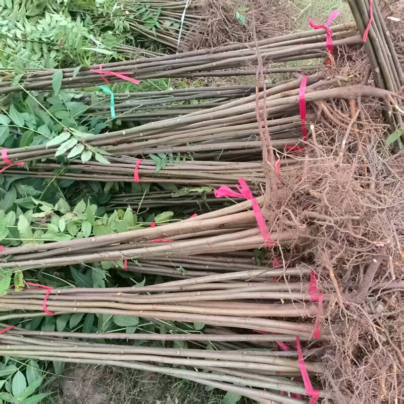 Large Supply of 1.0-5cm Dwarf Red Oil Toon Saplings, Toon Saplings Are Suitable for Greenhouse Planting Toon Saplings Large Supply of 1.0-5cm Dwarf Red Oil Toon Saplings, Toon Saplings Are Suitable for Greenhouse Planting Toon Saplings
