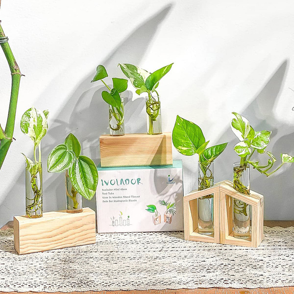 Glass small test tube plants for experiments