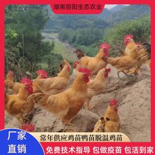 出售双林鸡苗小鸡仔活体运输另有青脚土鸡苗珍珠鸡五黑绿壳鸡活体