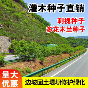 Evergreen Shrub Grass Seeds for All Seasons, Slope Protection, Soil-Fixing Slopes, Purple-Spike Locust, Road Greening, Mine Greening Grass Seeds