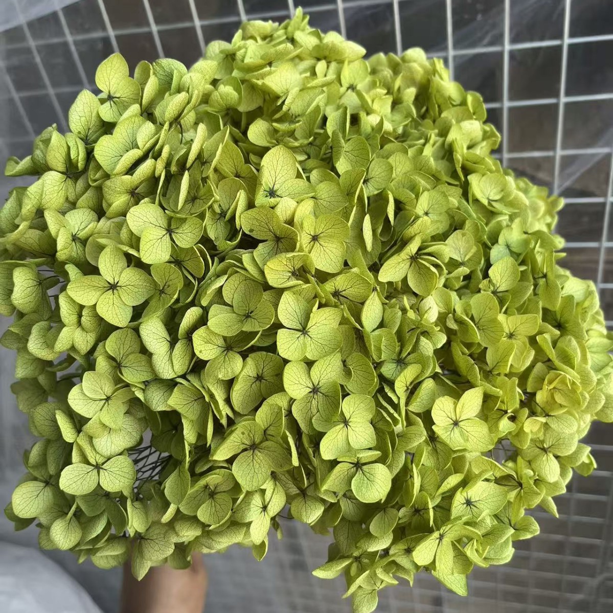 Flores eternas hortenida flores secas Anna hortenida hojas hortenida cabeza de hortenida flores eternas cubierta de vidrio material ramo diy