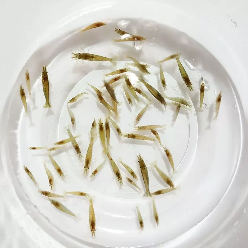 Black shell shrimp algae removal shrimp feed set fresh water ornamental shrimp tank cleaning shrimp landscaping tank algae removal tools shrimp