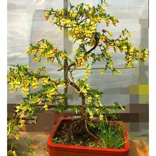 金雀花树苗黄金雀盆景老桩阳台盆栽花卉正宗云南新鲜阳雀花根