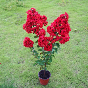 ��ޱ������ľ ���԰��ռt�Ϙ�����ͥԺ�e������ �ļ��_���@�־G��