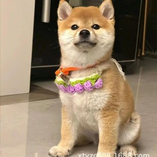 ��Ȯ��Ȯ���NС��Ȯ���̲�Ȯ���w�ڲ���ײ�Ȯ������Ȯ���ﹷ��