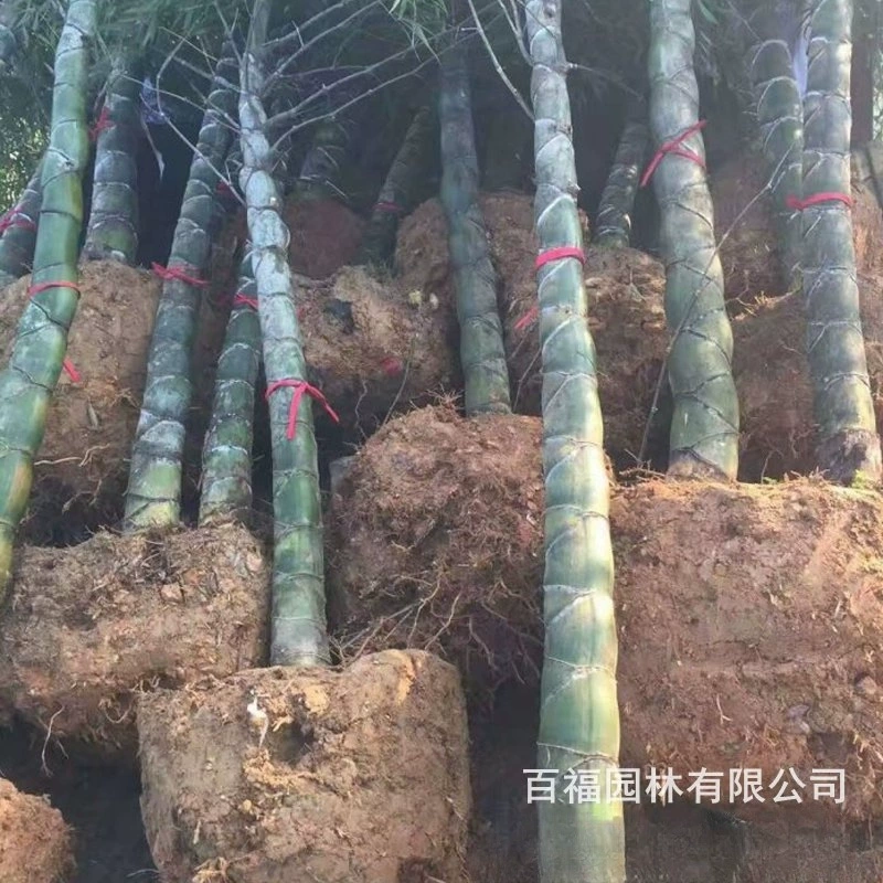 База оптом панцирь черепахи бамбук весы дракона бамбук долговечность бамбук происхождение цена двор вилла озеленение декоративный бамбук