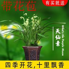 兰花盆栽植物名贵兰建兰春兰四季兰浓香兰花苗带花苞花卉四季花