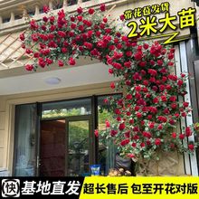 �ļ��Nޱ�����ٱ��¼��󻨝���ͥԺ����ֲ�ﻨ�������̨õ�����