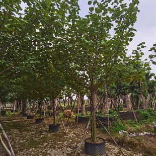 �仨�A�����}ˮ�_����亣ͩ���ˮ�溣�S�ȹ��������d��ľ