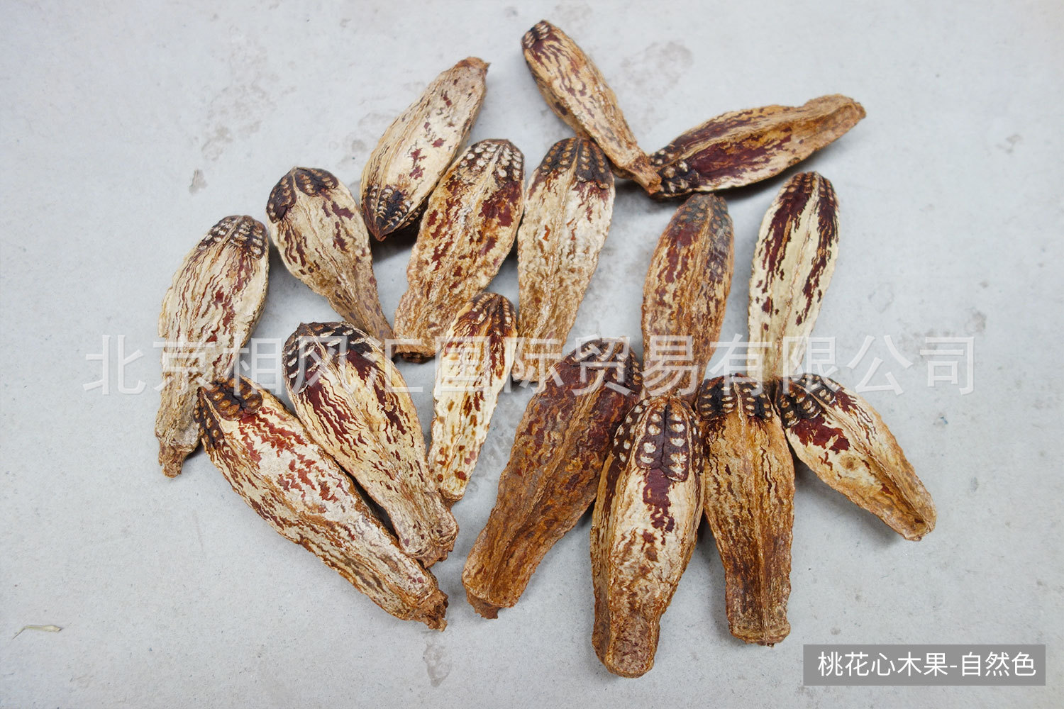 桃花心木果
