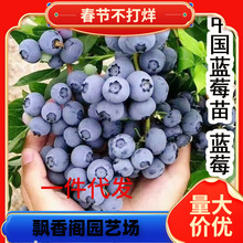 һ�����l�Ї��{��һ̖�{ݮ���ϱ����Nֲ�����{ݮ���������ͥԺˮ