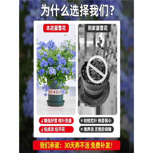 �{ѩ�������Դ��������������ֲ���ļ������ش��mѩ���������̨