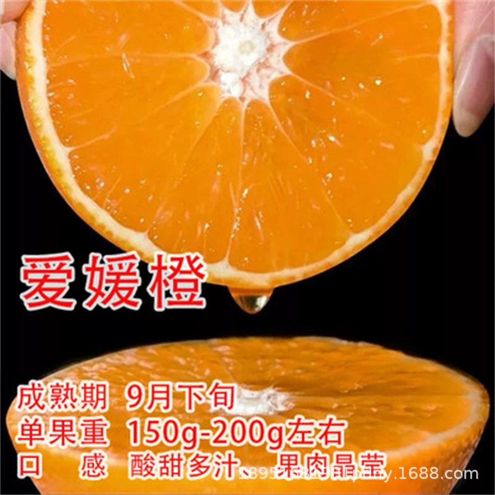 Arnold кроваво-оранжевые саженцы Tarocaceae кроваво-оранжевые саженцы прививка саженцы пупка апельсиновые деревья саженцы цитрусовых