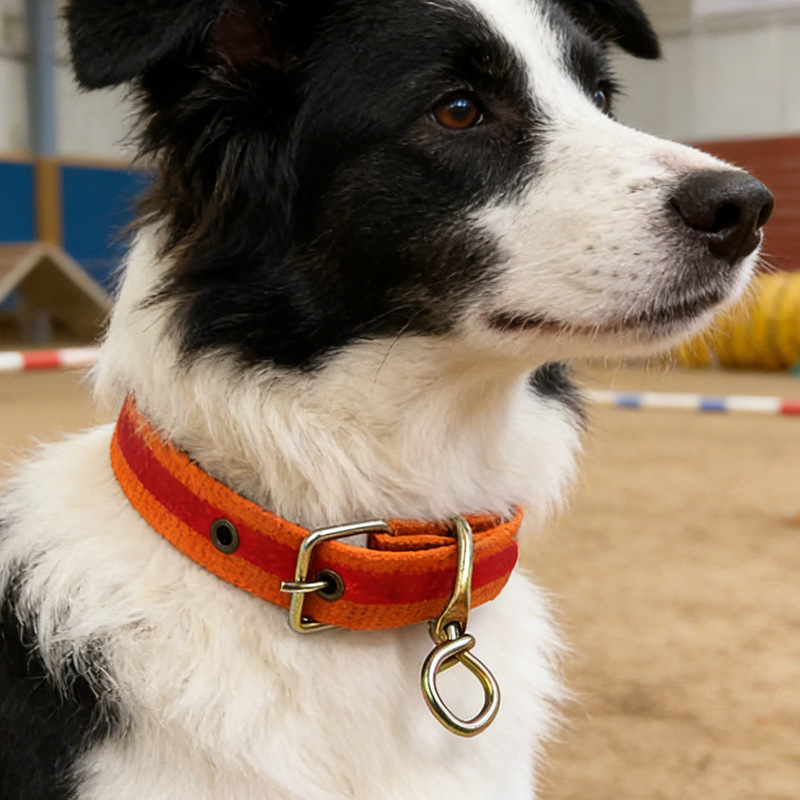 Pet Dog Collar Dog Collar Medium and Large Dog Pet Dog Outdoor Training Adjustable Traction Collar