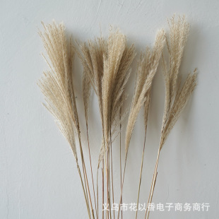 [Reed Dust] Natural Dried Flowers Wedding Decoration Wedding Props Window Decoration Home Flower Arrangement Decoration