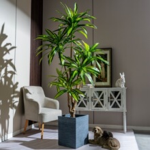 ����ľ����Gֲ�٘������҃ȴ��͸߶˷���ֲ��ٺ���͏d�b[��