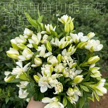 重瓣花苞栀子花鲜切花净化空气室内植物花卉浓香型客厅办公桌好养