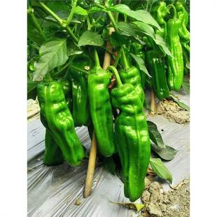 �����N�Ӵ�ȫ������С�������콷���˽��⽷�߲ʽ��ཷ���G�l�N��