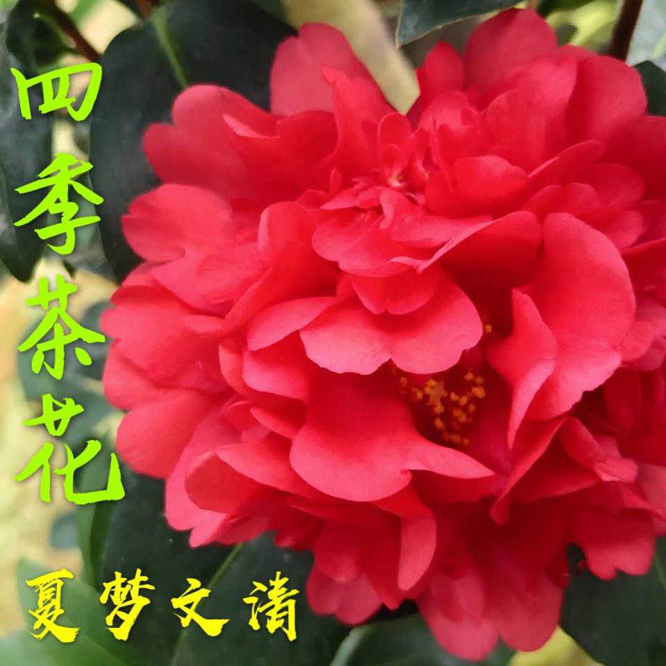 四季红山茶夏日梦夏系列茶花珍贵品种开花杜鹃新品种
