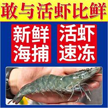 青岛大虾大海虾鲜活冷冻白虾对虾大虾新鲜海捕大虾海鲜非基围虾