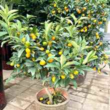 ?�V����Ƥ��ۘ���玧���l���Ә��ϱ�������ͥԺ���Ԯ���Y