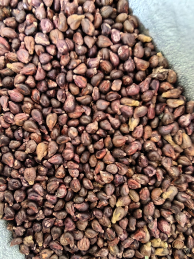 Grape Seed Powder (Vitis vinifera) — Food-Herb Botanical Powder, 500g in use