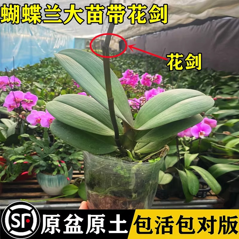 Phalaenopsis Flower Seedling Potted Plant with Foil Large Seedling Indoor Living Room Green Planting Four Seasons Flower Plant Phalaenopsis Flower