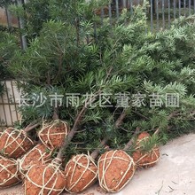 ���l3-4-5���ֵ��_�h�� �߶�1.5-2�� �_�h�����l�r�� ��������