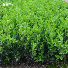 �����S����С�~���������ļ�����h�ʇ����f����G�������x������