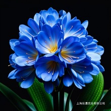 君子兰盆栽四季常青君子蝴蝶兰花苗批发兰花植物君子兰苗