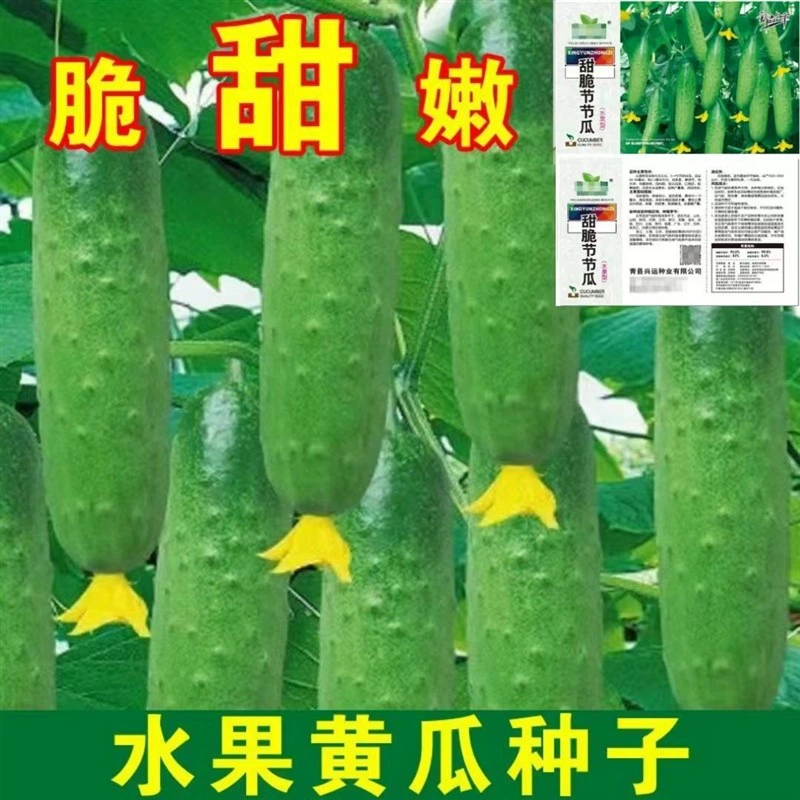 Четыре сезона посев фруктов семена огурцов фестиваль огурец наземная нагрузка балкон горшечные Семена весенних овощей